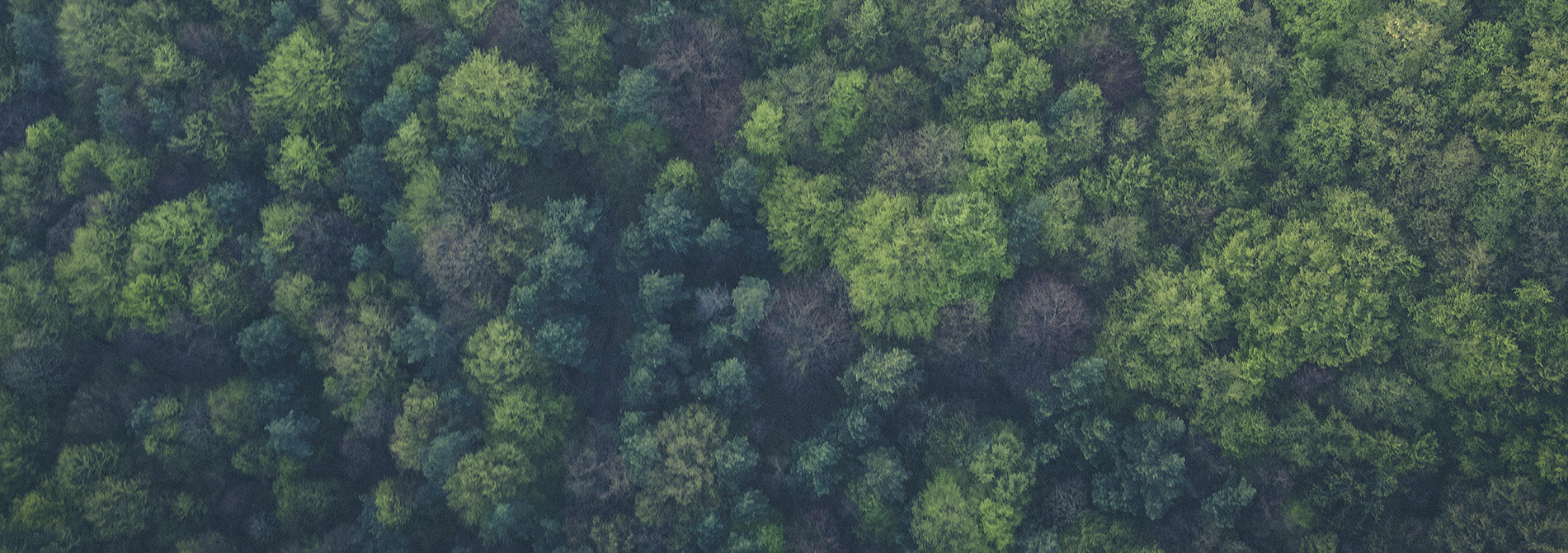 Aerial view of dense green forest with varied tree canopies