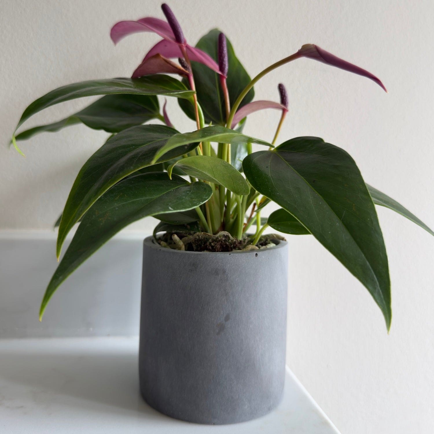 Image of Aurello | Brushed Grey Stone Resin Indoor Plant Pots (Set of 2)