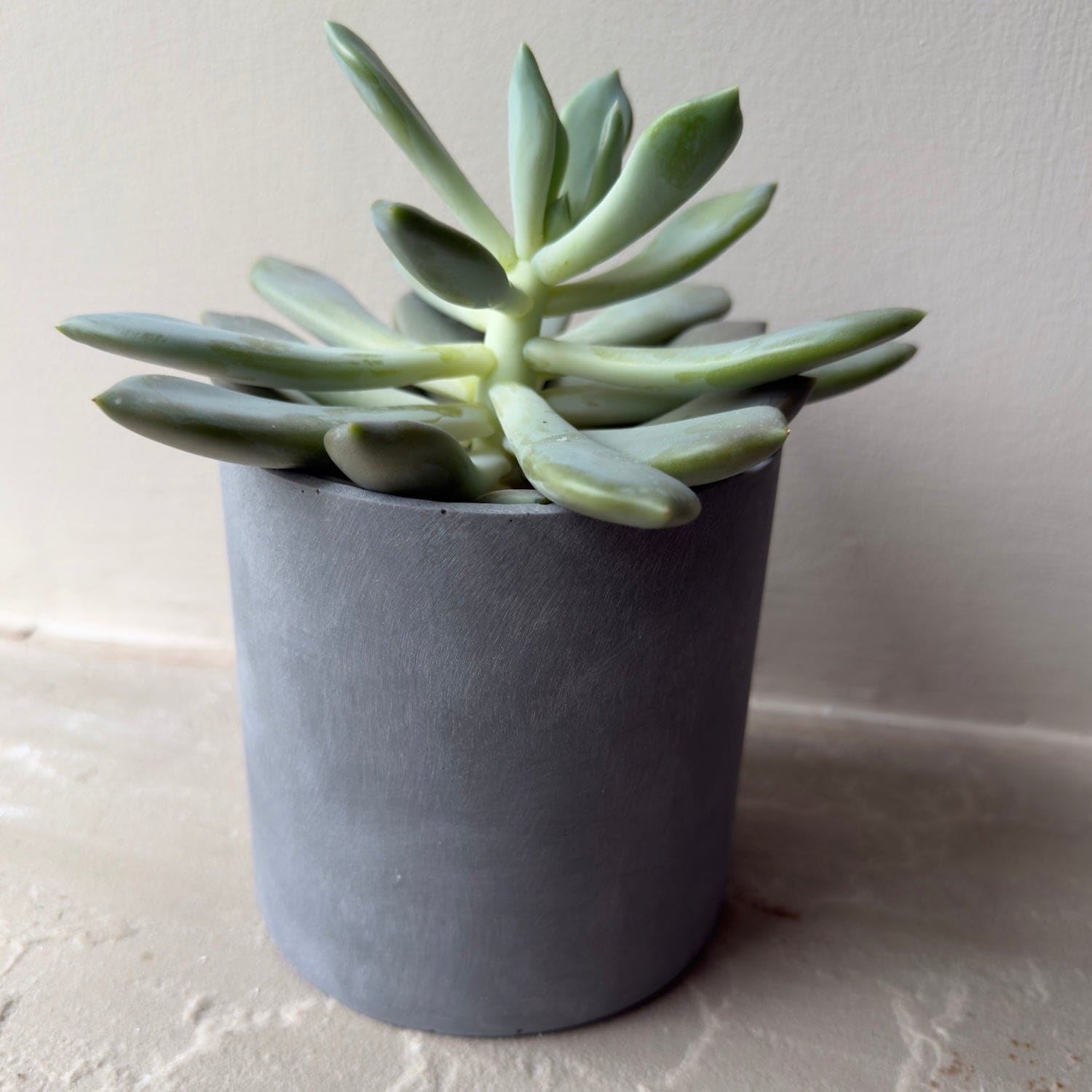 Image of Aurello | Brushed Grey Stone Resin Indoor Plant Pots (Set of 2)